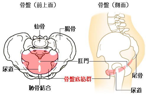 骨盤底筋群