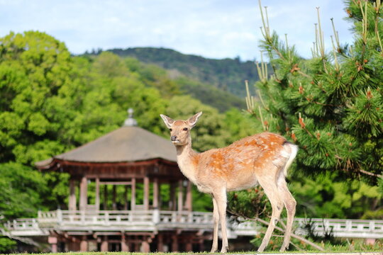奈良市鹿